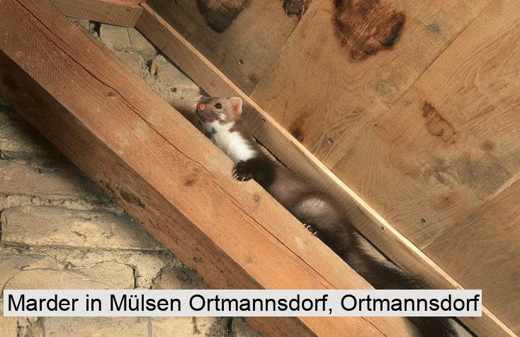 Marder in Mülsen Ortmannsdorf, Ortmannsdorf